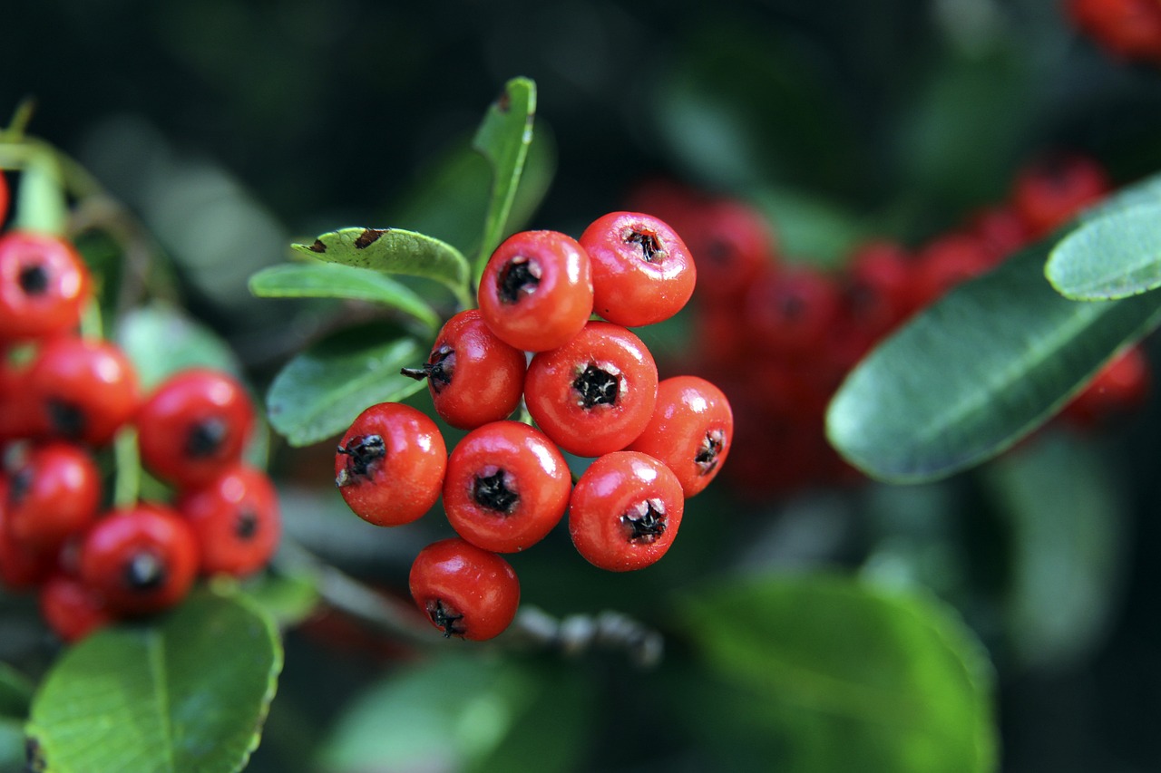 劳塔罗的失 劳塔罗的失